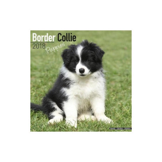 Calendrier Chiot Border Collie 2018