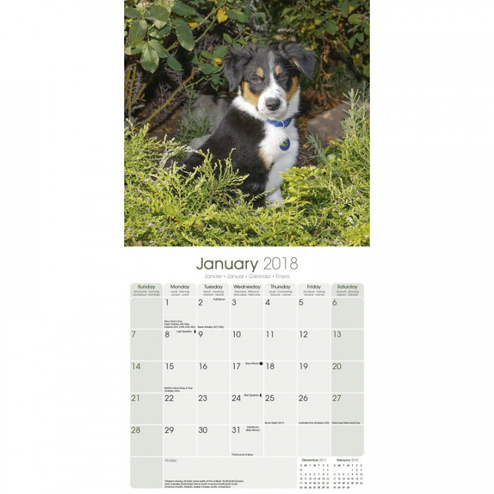 Calendrier Chiot Border Collie 2018