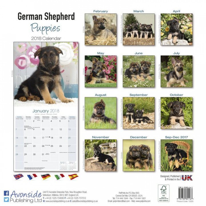 Calendrier Chiot Berger Allemand 2018