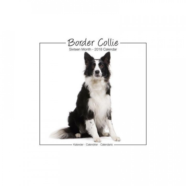 Calendrier Border Collie 2018
