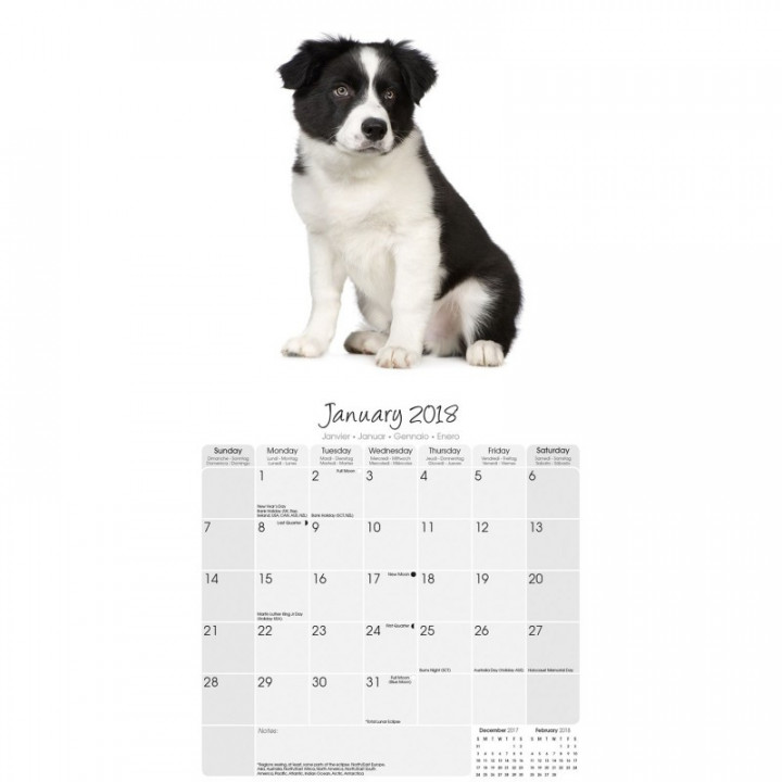 Calendrier Border Collie 2018